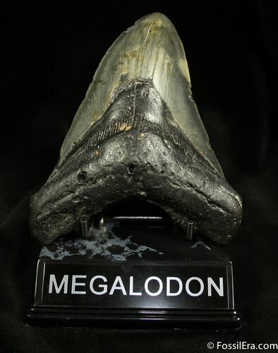 Megalodon Tooth From NC #838